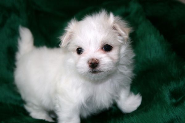 maltese 6 weeks old